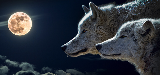 Wolf Moon 512